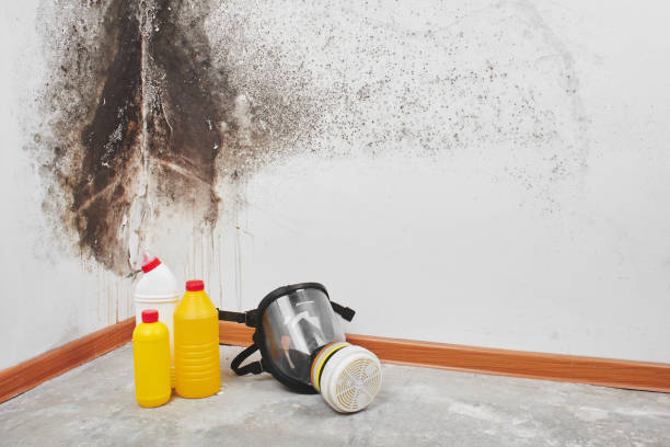Best Residential Mold Removal  in Laguna Beach, FL