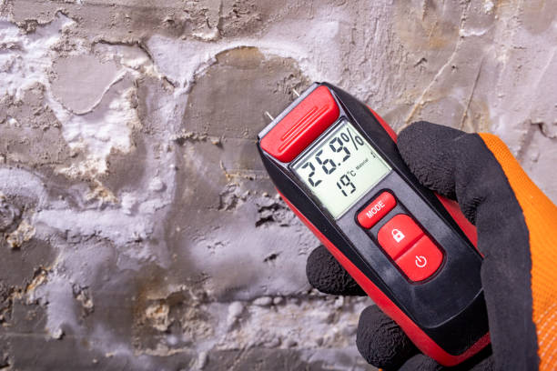 Office Mold Removal Services in Laguna Beach, FL